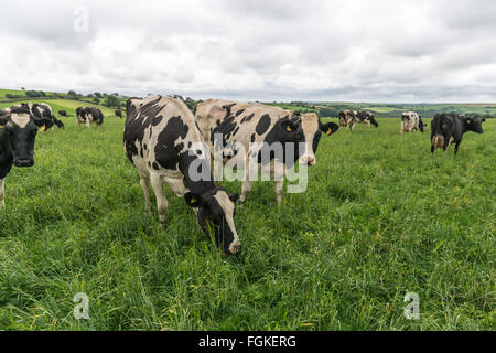 Welsh cows grazing on green pastures in Pembrokeshise Stock Photo