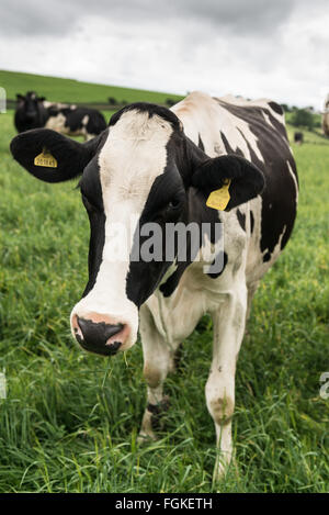Welsh cows grazing on green pastures in Pembrokeshise Stock Photo