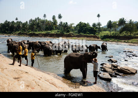 A group of mahouts ( elephant keeper) on the banks of the Maha Oya river with their herd of elephants Stock Photo
