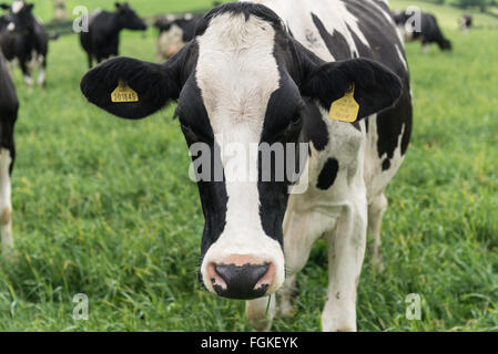Welsh cows grazing on green pastures in Pembrokeshise Stock Photo
