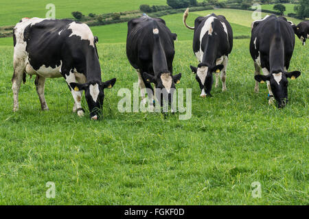Welsh cows grazing on green pastures in Pembrokeshise Stock Photo