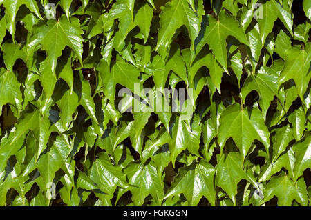 Wilder Wein; Parthenocissus quinquefolia