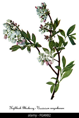 Vaccinium corymbosum, by Mary Vaux Walcott Stock Photo