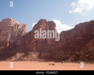 Camels in Wadi Rum desert red rocky landscape Stock Photo