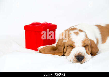 adorable basset hound puppy with a red gift box sleeps facing camera Stock Photo