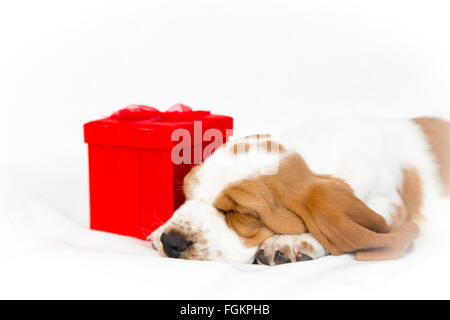 Eight week old basset hound puppy sleeping with a red gift box on white background Stock Photo