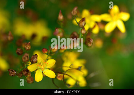 Slender St. John's-wort (Hypericum pulchrum). A yellow flower of a plant in the family Hypericaceae, growing in an meadow Stock Photo