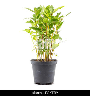 Small laurel tree in flower pot isolated on white background. Closeup. Stock Photo