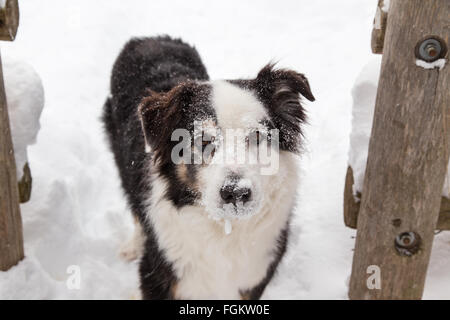 dog out in the snow looks up into the camera with ice sticking on his face Stock Photo