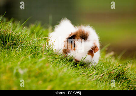 Cui Rodent The guinea pig is also known as a cavy, and is a popular pet in Britain ...