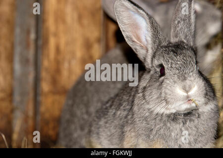 Slovakia Rabbit Rabbits as food taken in Slovakia Stock Photo - Alamy