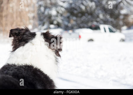 Shallow depth of field focused on a dog watching his owner drive off in the winter snow Stock Photo