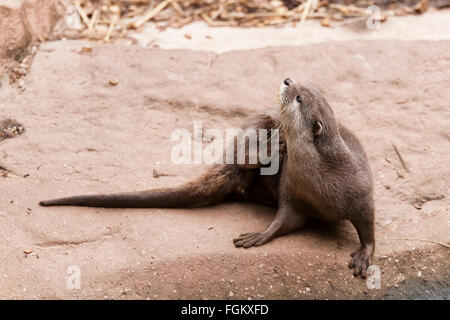Known as Asian otters or Oriental small-clawed otter Stock Photo