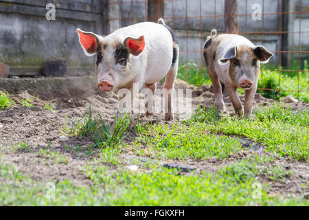 Two happy and healthy black spotted piglets running in the backyard. Stock Photo