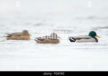 Three mallard ducks Anas platyrhynchos, swimming on the water surface in winter season. Stock Photo