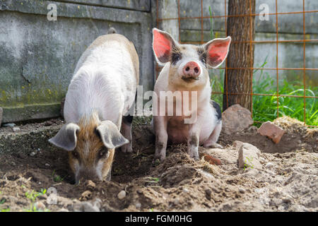 Two cute piglets playing outside Stock Photo