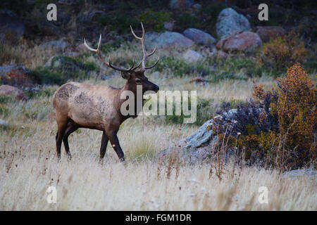 Bull Elk in meadow in Rocky Mountain National Park Colorado Stock Photo