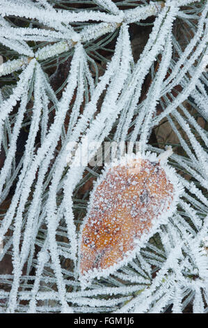 Heavy frost crystals on fallen leaf and grasses, Cascade Mountains, Washington, winter Stock Photo