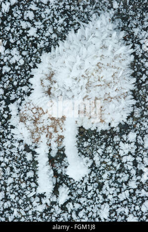 Heavy frost crystals on fallen leaf, Cascade Mountains, Washington, winter Stock Photo