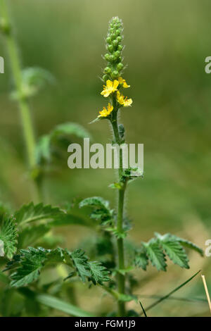 Agrimony (Agrimonia eupatoria). A yellow flower spike of a plant in the rose family (Rosaceae), growing on calcareous grassland Stock Photo