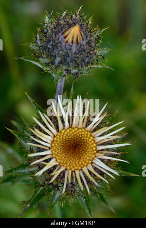 Carline thistle (Carlina vulgaris). Brown flower of this prickly plant in the daisy family (Asteraceae), appearing as if dead Stock Photo