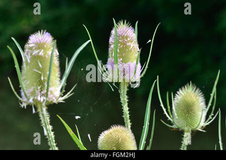 Teasel (Dipsacus fullonum). Purple flowers on the prickly heads on this plant in the family Dipsaceae