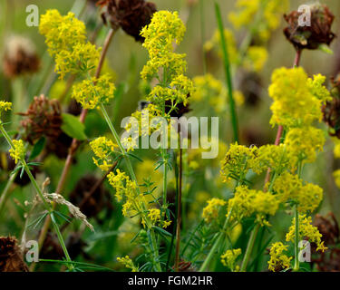 Lady's bedstraw (Galium verum). A low growing, yellow flowered bedstraw growing amongst clover, in the family Rubiaceae Stock Photo