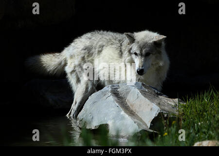 Grey wolf canis lupis standing in water in Yellowstone Stock Photo