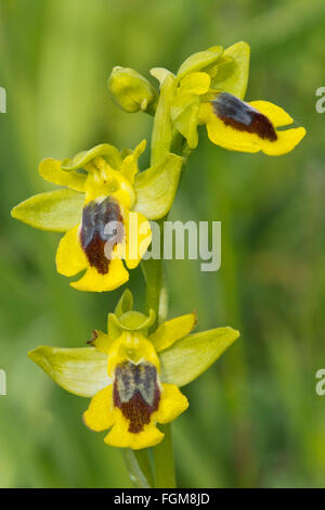 Yellow Bee-orchid (Ophrys lutea), Monteleone Rocca Doria, Sardinia, Italy Stock Photo