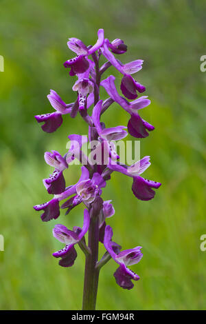 Long-spurred Orchid (Orchis longicornu) S'Ena Arrubia, Arborea, Sardinia, Italy Stock Photo