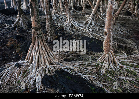 Pandan, also screw palm or screw pine (Pandanus), roots, Pointe de la Table, Réunion, France Stock Photo