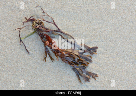 Bladderwrack (Fucus vesiculosus) on the sandy beach, Rügen, Baltic Sea, Mecklenburg-Western Pomerania, Germany Stock Photo