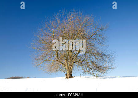 Wild cherry, also sweet cherry, bird cherry or gean (Prunus avium) in winter, lone tree, Saxony, Germany Stock Photo