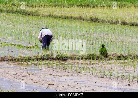 Thai farmer planting on the rice field Stock Photo