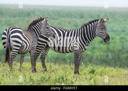 Plains or Burchell's zebra (Equus quagga), Ngorongoro Crater, Tanzania. The animal on the right is calling to others.