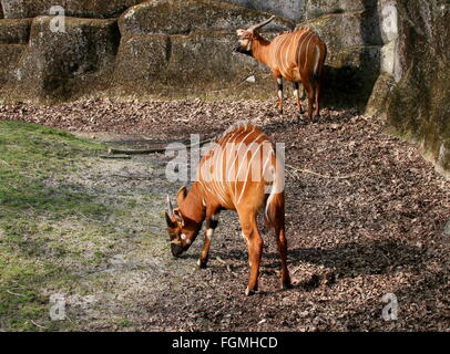 Male and female East African Bongo antelope (Tragelaphus eurycerus) Stock Photo