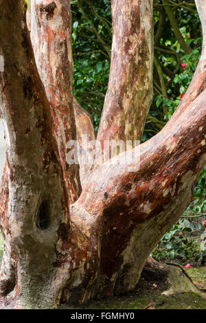 Decorative bark of the evergreen tree rhododendron, Rhododendron 'Cornish Red' Stock Photo