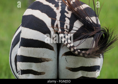 Does my bum look big in this? Rear view of an adult plains or Burchell's zebra (Equus burchelli). Stock Photo