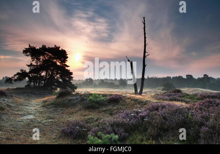 misty summer sunrise on dunes with heather, Netherlands Stock Photo