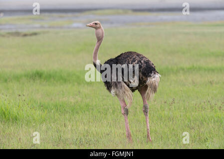 Male ostrich (Struthio camelus) in the Ngorongoro Crater, Tanzania. Stock Photo