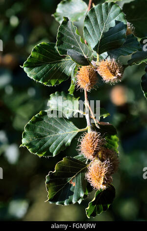 Beech (Fagus sylvatica) with nuts on branch. Leafy beech tree with beechnuts ripening, showing prickly mast ripening before fall Stock Photo