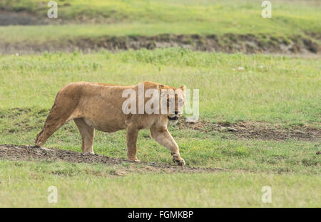 Lion (panthera Leo), Adult, Female, Two Females, Vigilant, Sabi Sand 