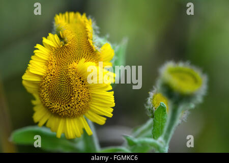 Common fleabane (Pulicaria dysenterica) deformed flower. A yellow flower that has failed to properly form on this plant Stock Photo