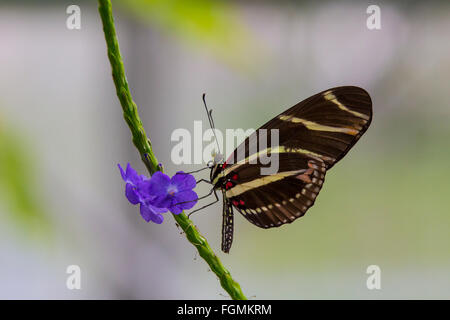 Zebra Longwing Butterfly  Heliconius charitonia on a flower at The Butterfly Estates in Fort Myers Florida Stock Photo