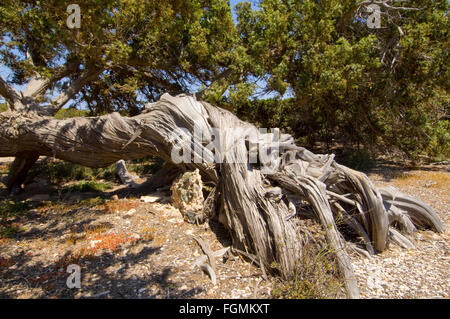 Griechenland, Kreta, Ireapetra, die unbewohnte Insel Chrissi ist mit Stechwacholder bewachsen dessen Wurzelwerk den Sandboden be Stock Photo
