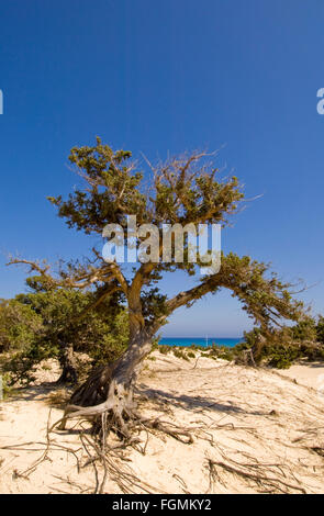 Griechenland, Kreta, Ireapetra, die unbewohnte Insel Chrissi ist mit Stechwacholder bewachsen dessen Wurzelwerk den Sandboden be Stock Photo