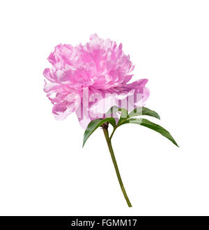 Pink Peony Flower Isolated on White Background