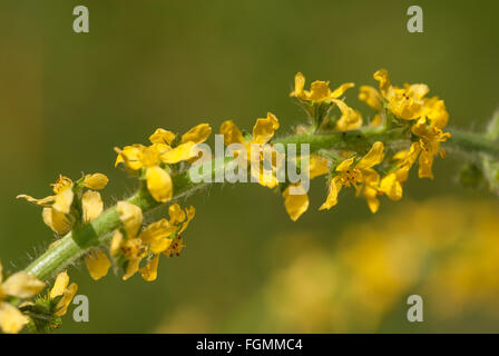 Agrimony or Liverwort wild flower considered to have magical properties Agrimonia eupatoria used to stop staunch bleeding wound Stock Photo