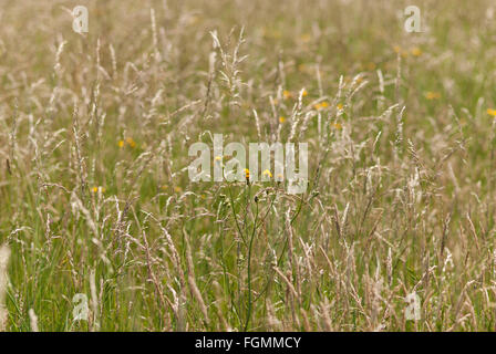 glistening grass heads and flowers in a summer chalk land meadow a source of pollen causing hayfever for many Stock Photo