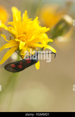 Day flying poisonous six 6 spotted Burnet in need of conservation pollinating and drinking nectar on compositae cats ear Stock Photo